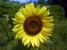 Sun Valley Farm