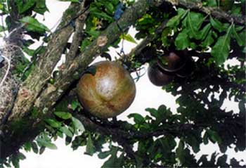 ÁRBOL DE TOTUMO