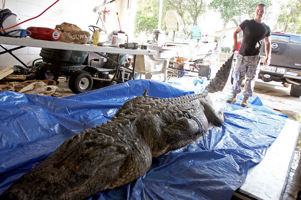 state record alligator caught in florida