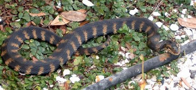 Nerodia Fasciata Pictiventris