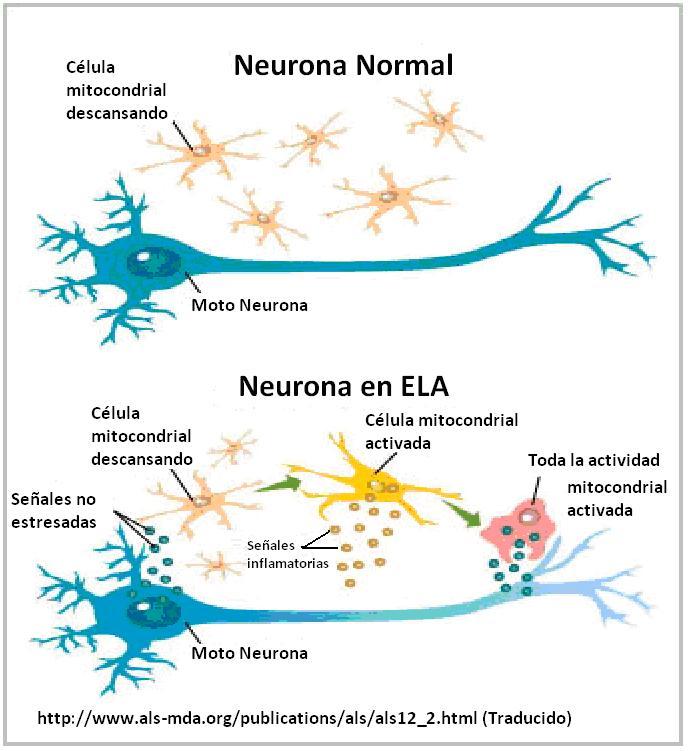 Resultado de imagen de ela neurone"