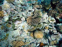 Coral Reef Destruction Worldwide | RM. Coral Reef Destruction Worldwide | RM.