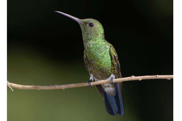 Amaranta Casa de Colibríes: Observatorio
