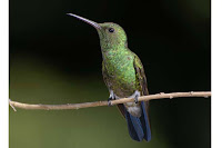 Amaranta Casa de Colibríes: Observatorio