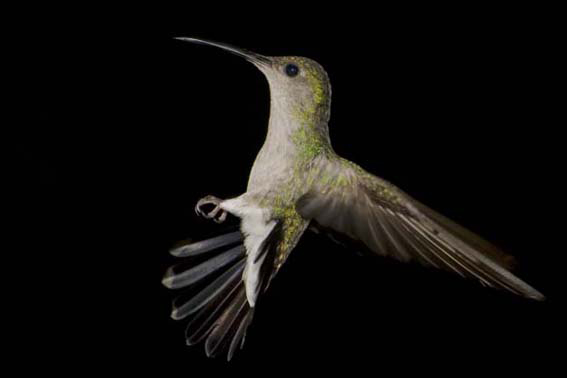Amaranta Casa de Colibríes: Observatorio
