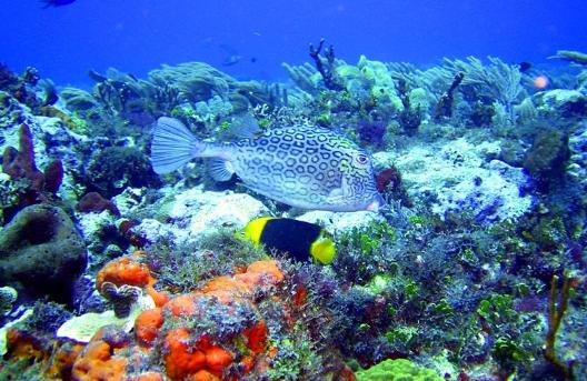 biodiversity different types of biodiversity species diversity