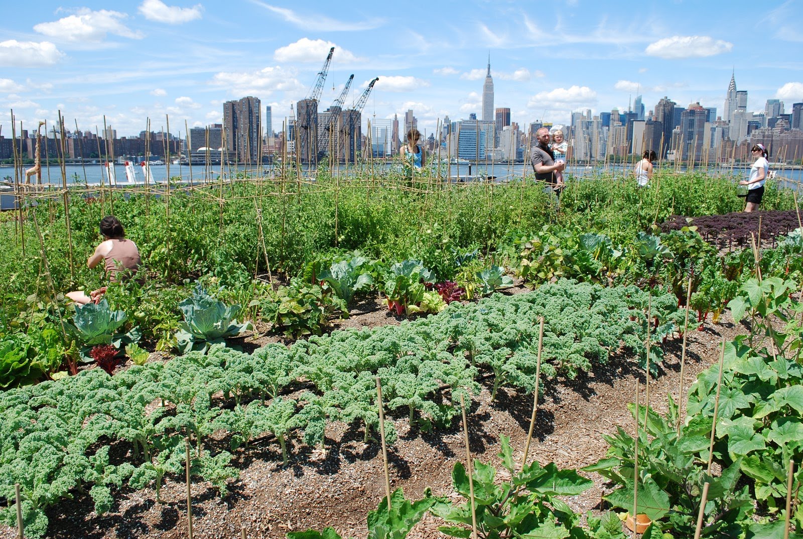 Agriculture in The World Urban Agriculture