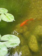 The Fish Pond