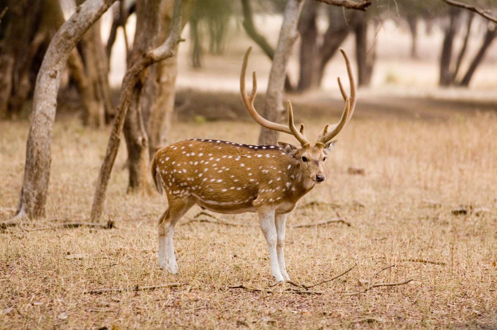 http://4.bp.blogspot.com/_irPxcWyLEmo/TQIRl-JQh2I/AAAAAAAAAFs/bGFyTH254og/s1600/Visayan+SpottedDeer.jpg