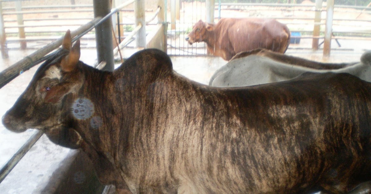 Pembekal, Penternak dan Pengimport Kambing dan Lembu Lembu Brahman