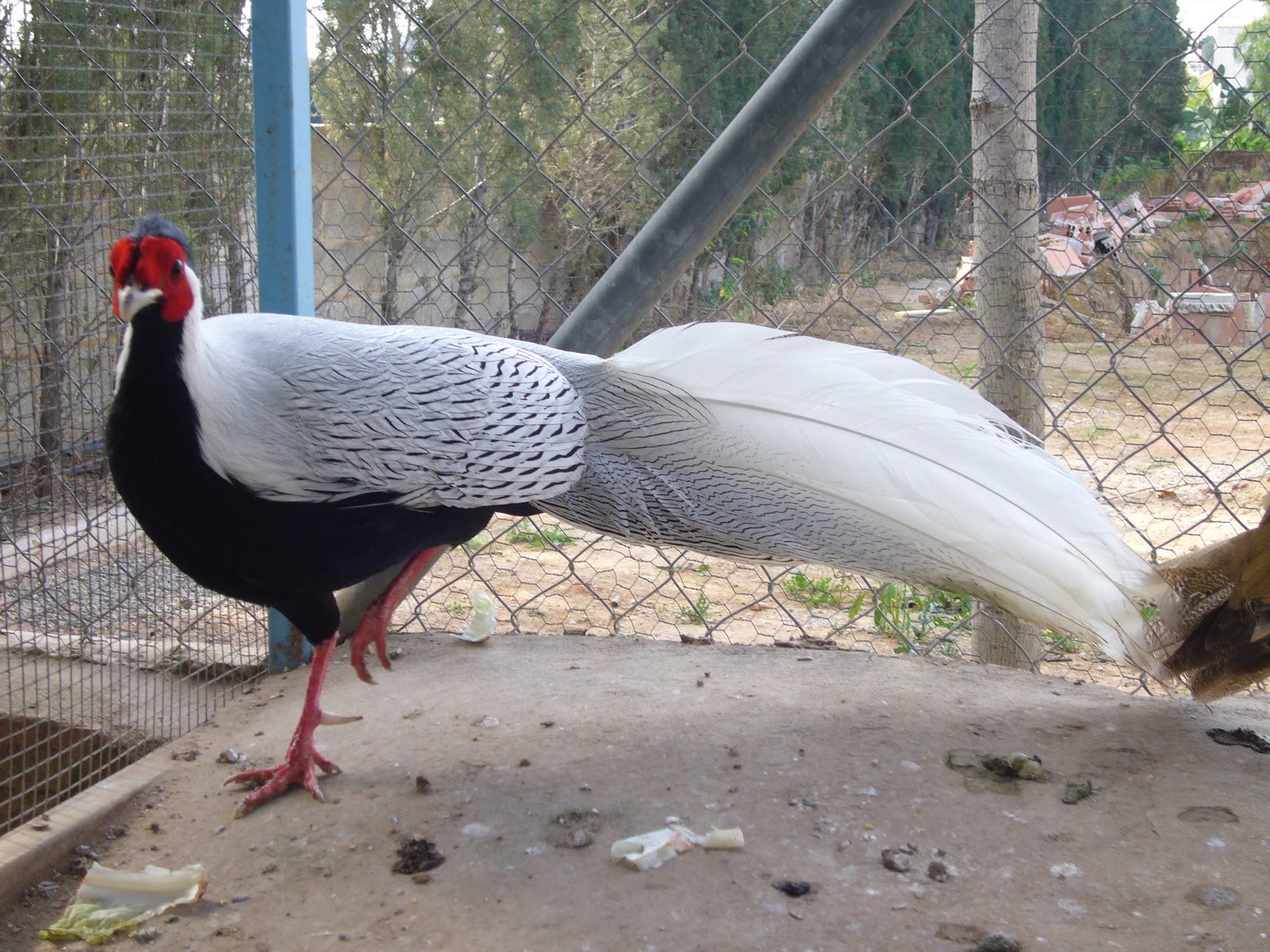 FAISANES JACIN: FAISAN PLATEADO