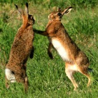 boxing+hares.jpg