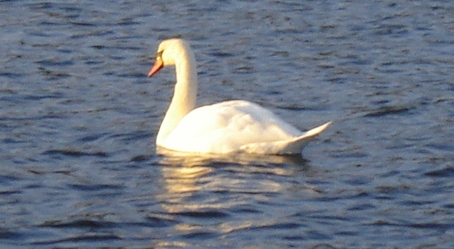 [Svan1.jpg]