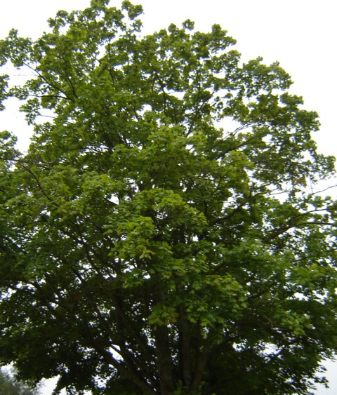 [August-tree.jpg]