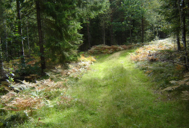 [Skog2.jpg]