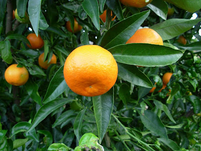 clémentine corse