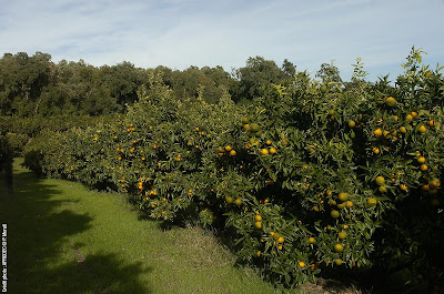 mandarine corse