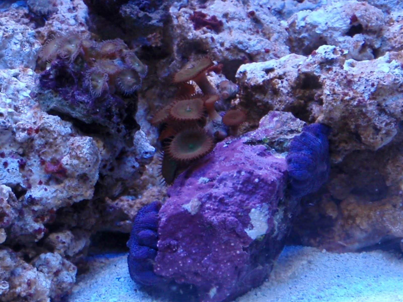 sb coral