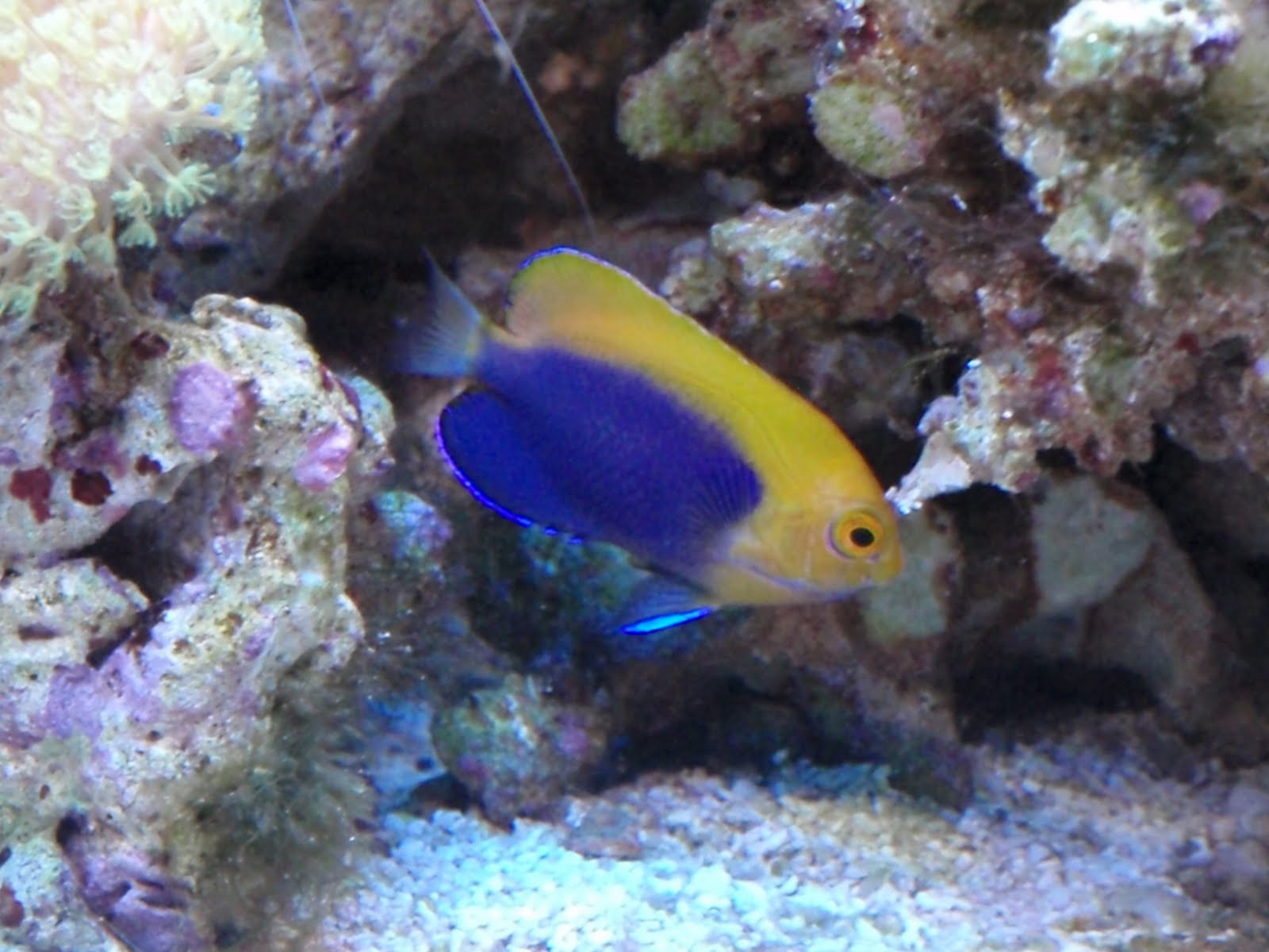 Dwarf Pygmy Angelfish