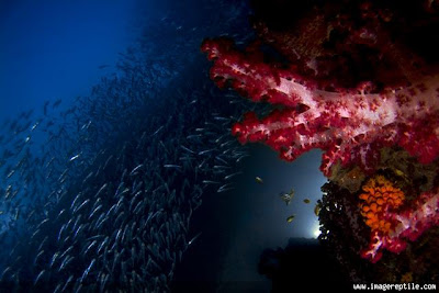 coral reef at archipelago raja ampat 2 coral reef at archipelago raja ampat 2