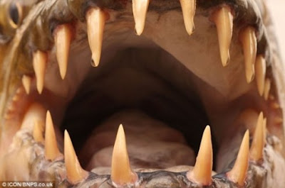Congo Giant Piranha 3 Congo Giant Piranha 3