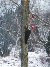 Pileated Visit