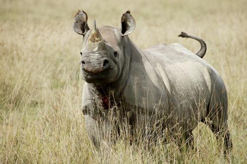 Black Rhino photo by Renaud Fulconis