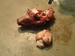 Brad + Lauries Mom Dad + Kids place: Squirrel anatomy class