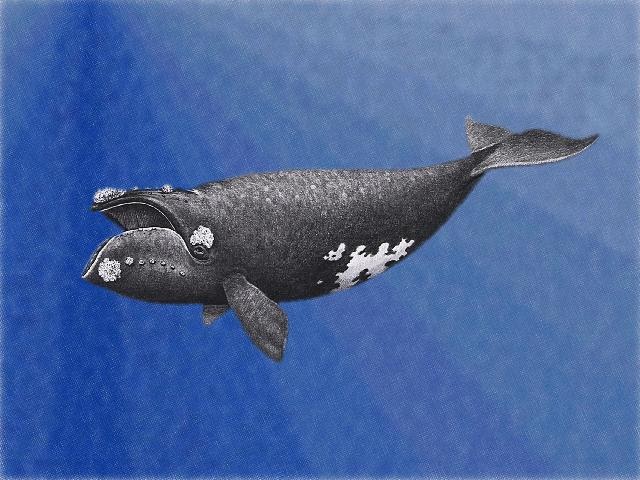 Dahle Whale: smallest whale population ever identified.