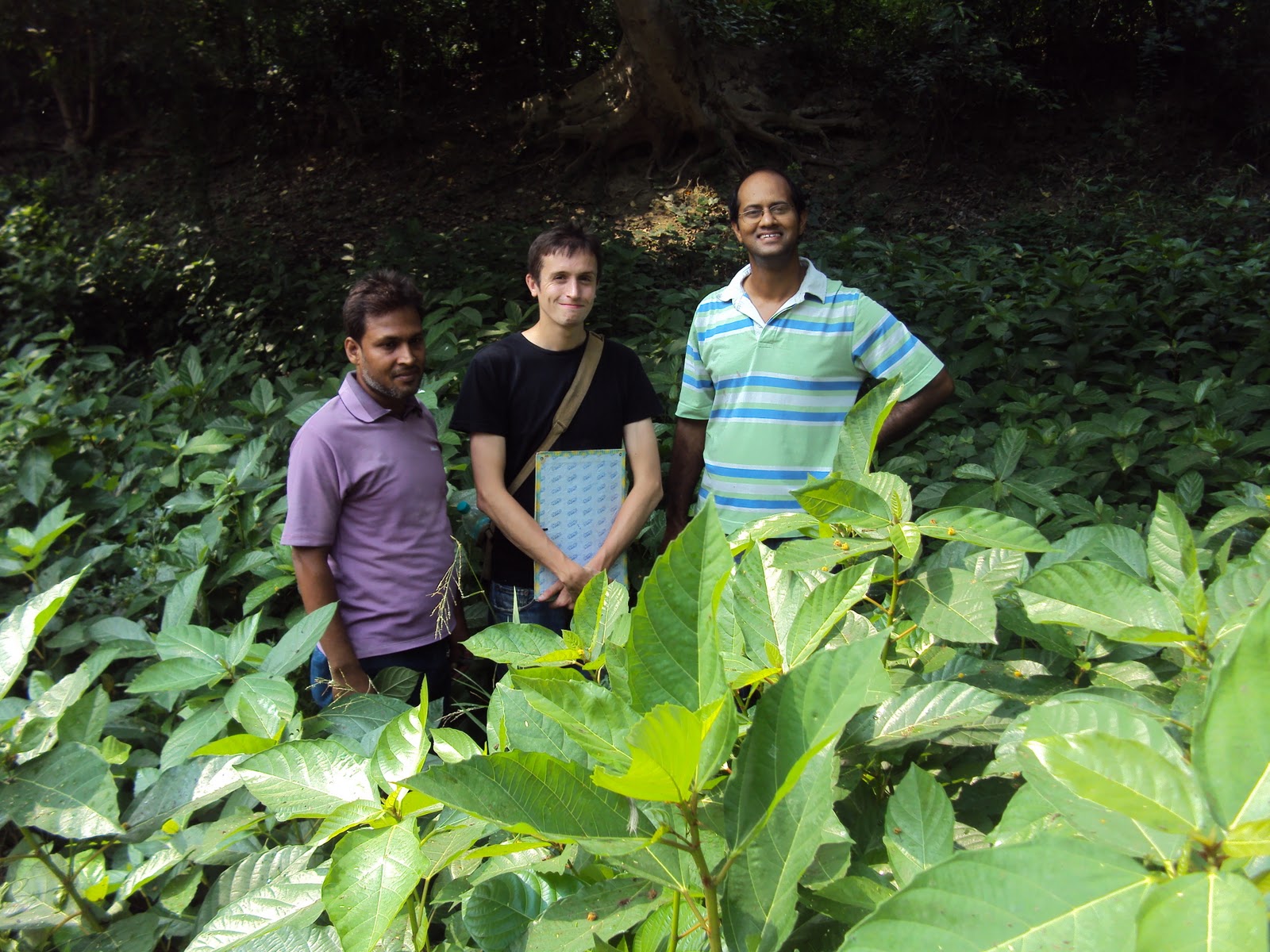 Gular Plant