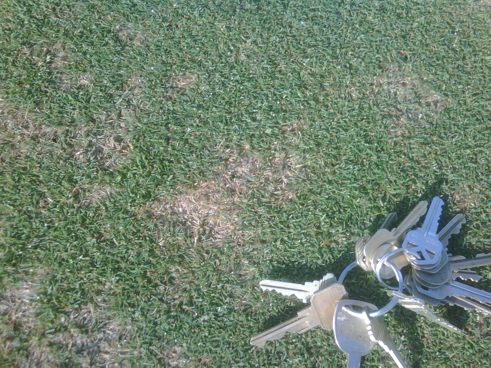 dollar spot disease