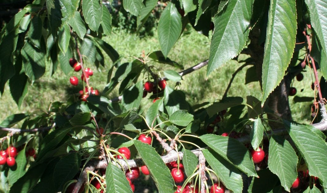 Yakima Valley Blog Cherry Harvest News from the Yakima Valley!