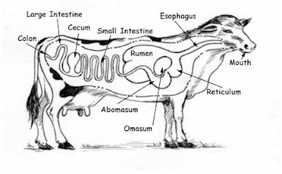BioChem Journal: February 2010
