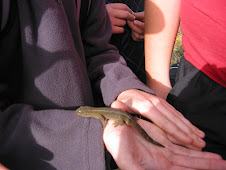 Handling Geckos - Mana Island, 2009.