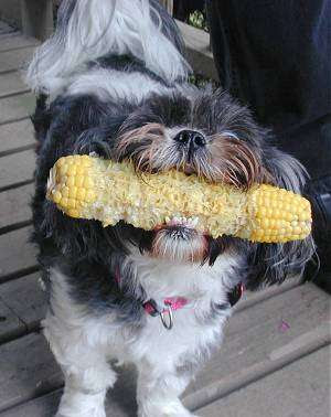 Dog Food For Shih Poi Dog Food For Shih Poi