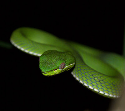Bamboo Viper