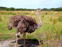 L'émeu, le plus gros oiseau d'Australie