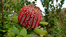 Fleur de banksia