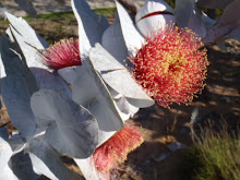 Fleur d'eucalyptus du désert