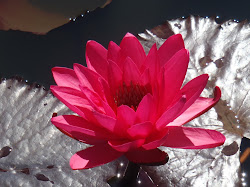 Magnifique fleur de lotus