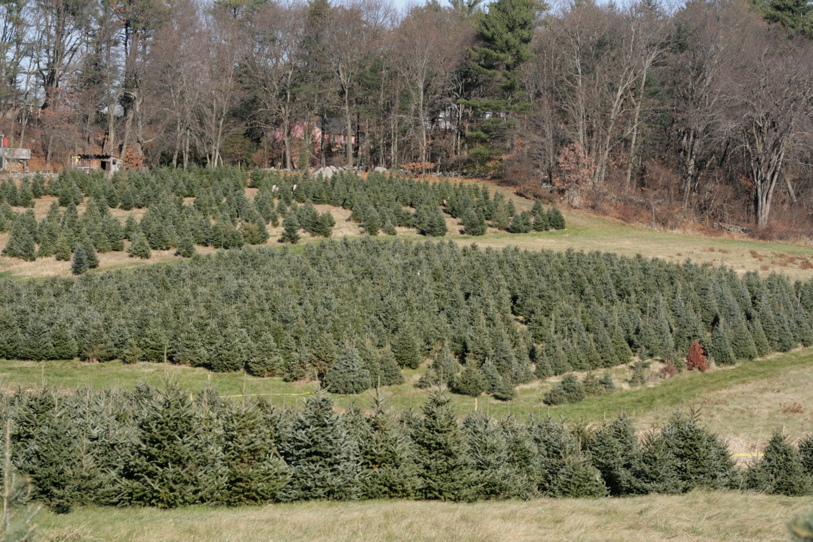 A in Beantown Field trip choose and cut your own Christmas