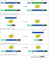 external image Cre+Lox.jpg