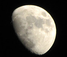 Last Night's Moon from My Back Porch