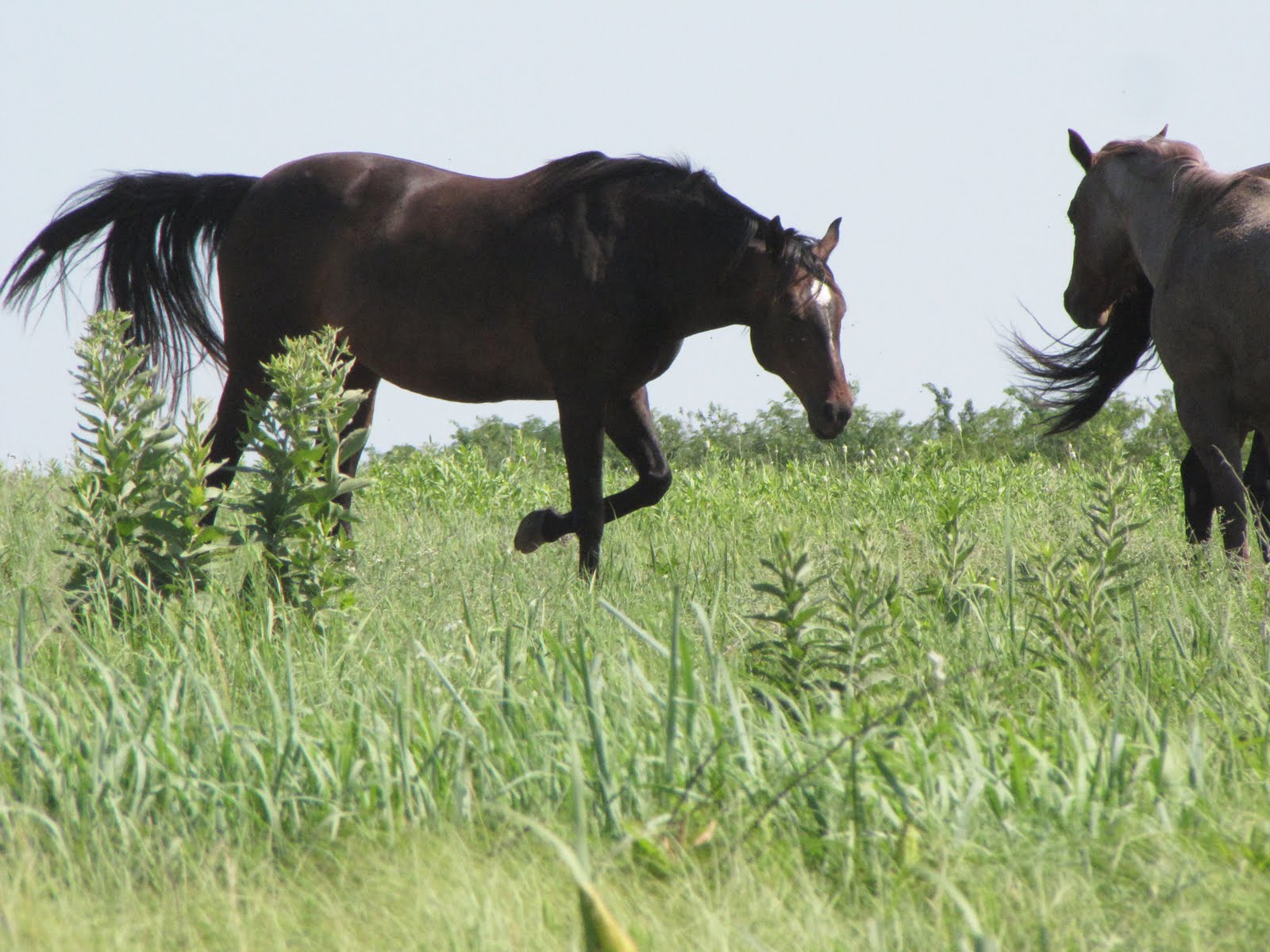 Mary's Be a GoodDog Blog Horses in Kansas, Morning Beauties and The