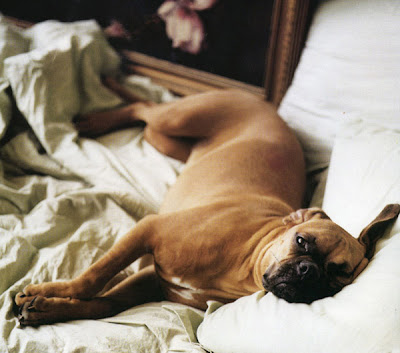 boxer+bed+sm.jpg