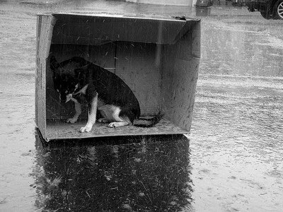 Dog Rain