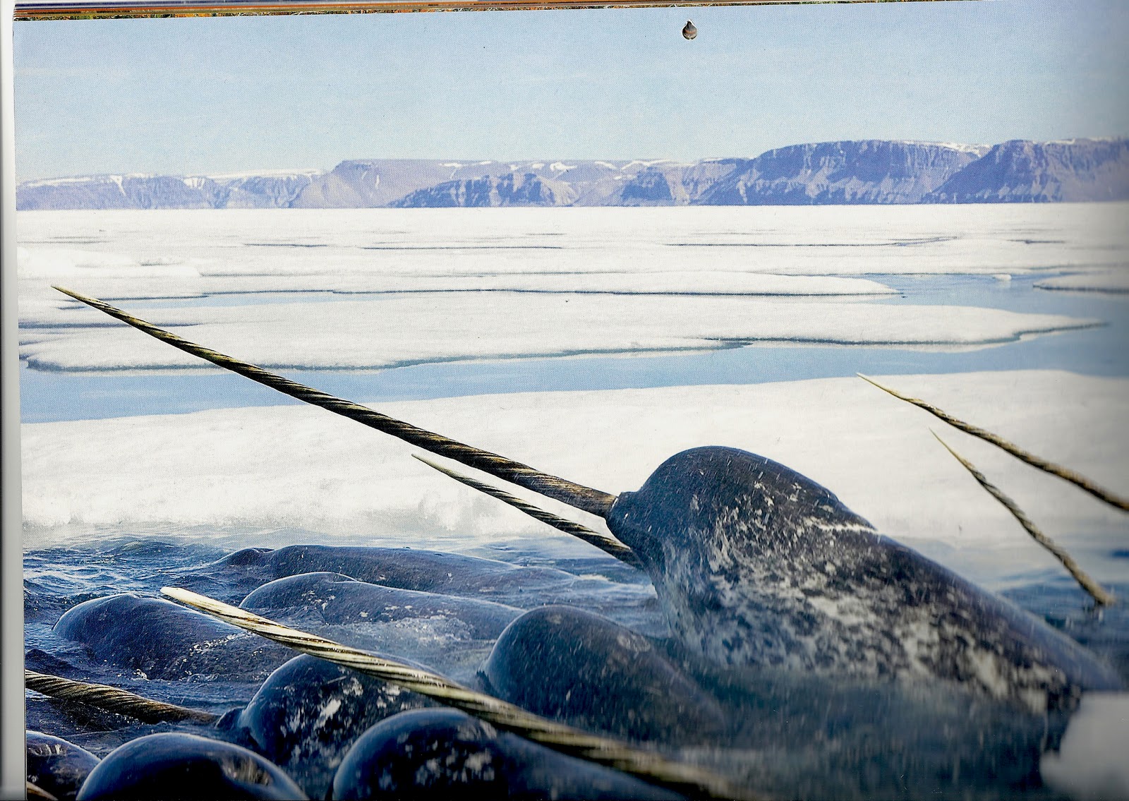 Real Narwhal