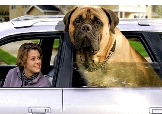 Italian+mastiff+rottweiler+mix