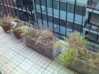 Oh my god, it is full of (brown) plants!!