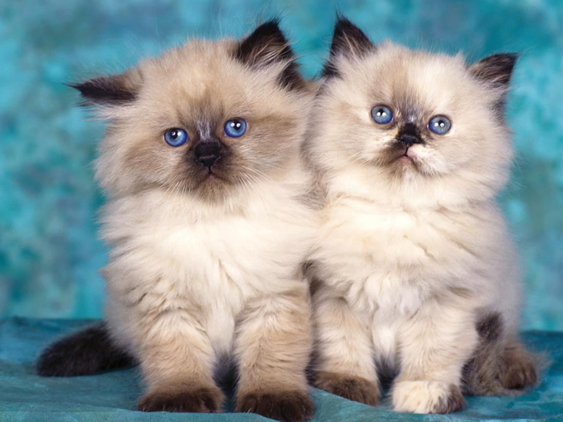 http://4.bp.blogspot.com/_j-IsJ_T1Emg/TPApgoUS70I/AAAAAAAAAGg/FP5tUjd2ayY/s1600/cat_wallpapers_1314.jpg